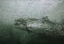 Comportement des saumons sauvages et pollution à la cocaïne Comportement des saumons sauvages et pollution à la cocaïne