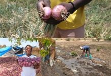 Entrepreneuriat Agricole: Étudiants Cultivent Oignons Entrepreneuriat Agricole: Étudiants Cultivent Oignons