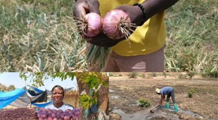 Entrepreneuriat Agricole: Étudiants Cultivent Oignons Entrepreneuriat Agricole: Étudiants Cultivent Oignons