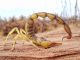 Scorpion: Armes avec Structure Métallique Renforcée Scorpion: Armes avec Structure Métallique Renforcée