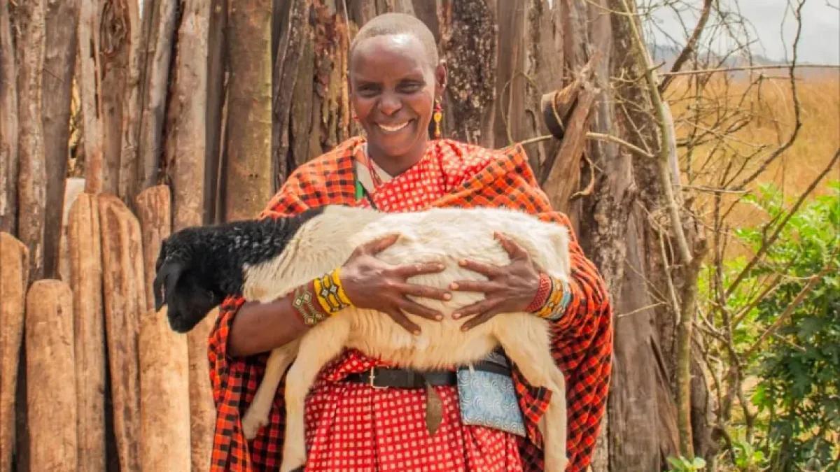 Femmes Massaï: le Fourrage Sauve le Bétail Femmes Massaï: le Fourrage Sauve le Bétail