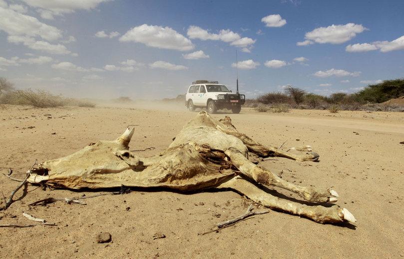 Plus d'un million de personnes sont sans abri à cause de la sécheresse dans la Corne de l'Afrique, selon l'ONU