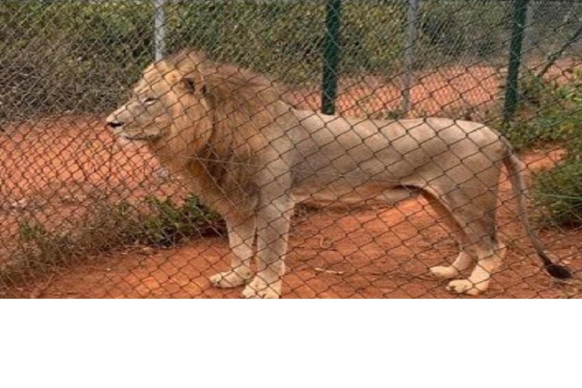 Ghana-Un homme se fait tuer par un lion au Zoo d’Accra