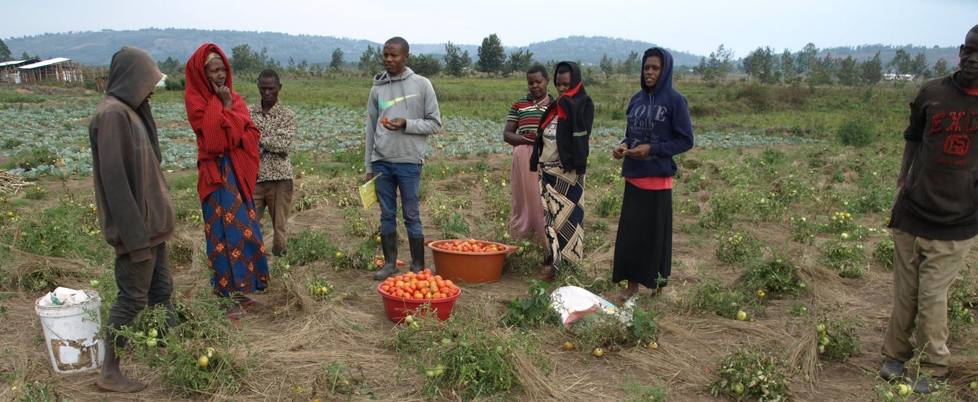 Burundi : La coopérative CJUDI présente ses choux et ses tomates à Nyarugunda / Ngozi