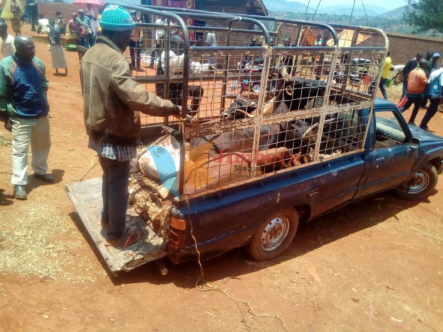 Burundi : Réouverture du marché de bétail de Gitega