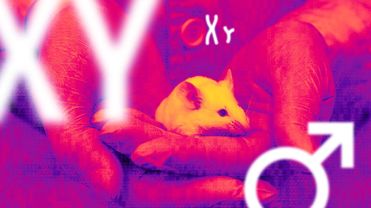 Quand la génétique permet à deux souris mâles de procréer Quand la génétique permet à deux souris mâles de procréer