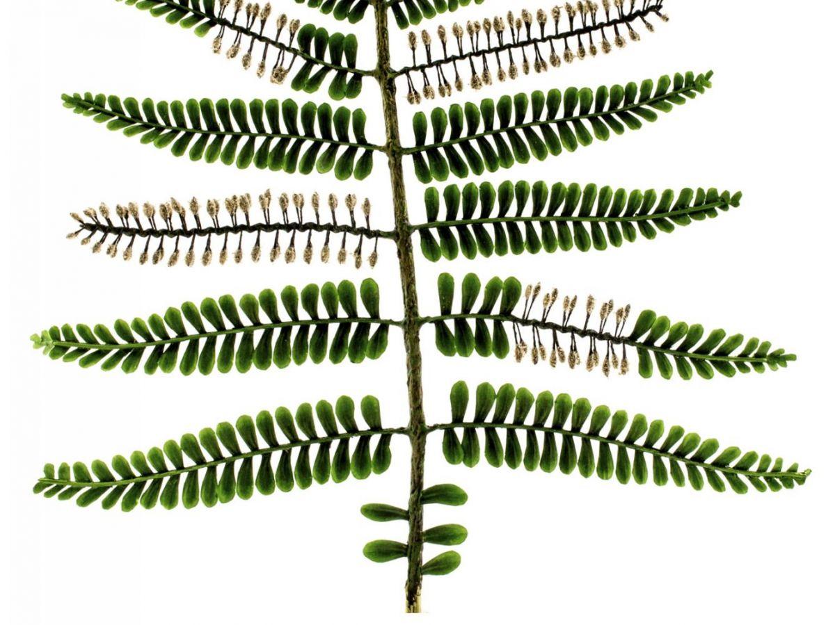 Les arbres savaient déjà se défendre contre les attaques extérieures il y a 360 millions d'années Les arbres savaient déjà se défendre contre les attaques extérieures il y a 360 millions d'années