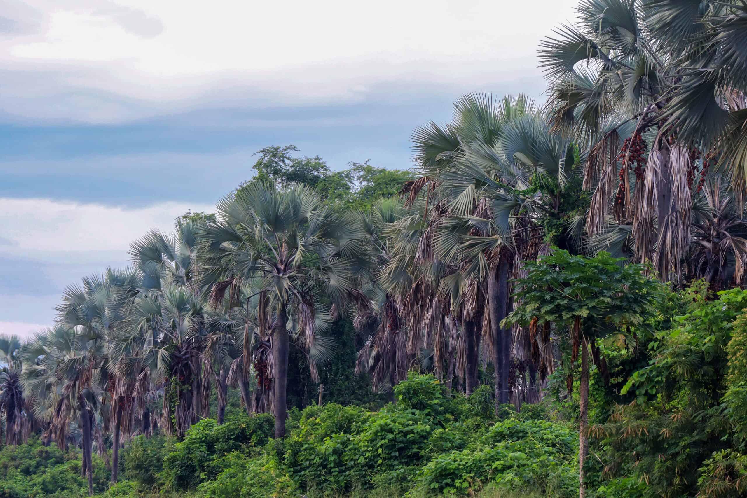 SOS, le faux palmier est en danger d’extinction SOS, le faux palmier est en danger d’extinction