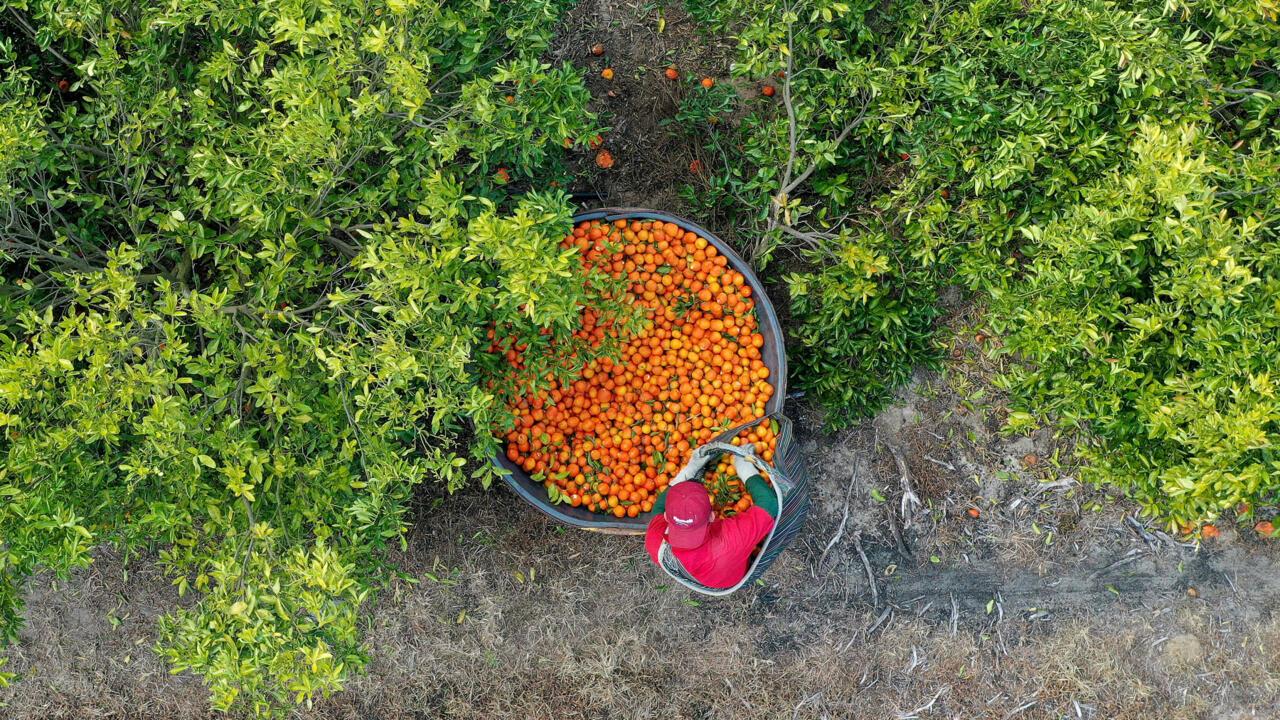 Le jus d'orange, cet étrange objet du désir spéculatif Le jus d'orange, cet étrange objet du désir spéculatif