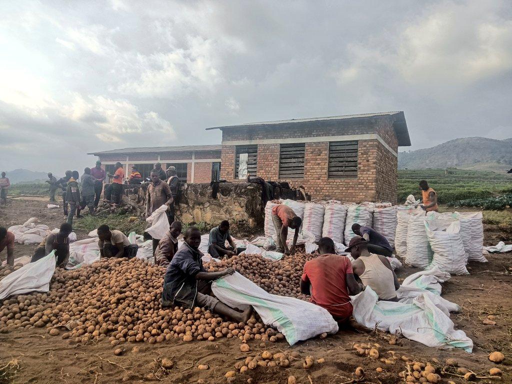 – Umugwiza – débute la récolte des pommes de terre à Kaborore, Kayanza – Umugwiza – débute la récolte des pommes de terre à Kaborore, Kayanza