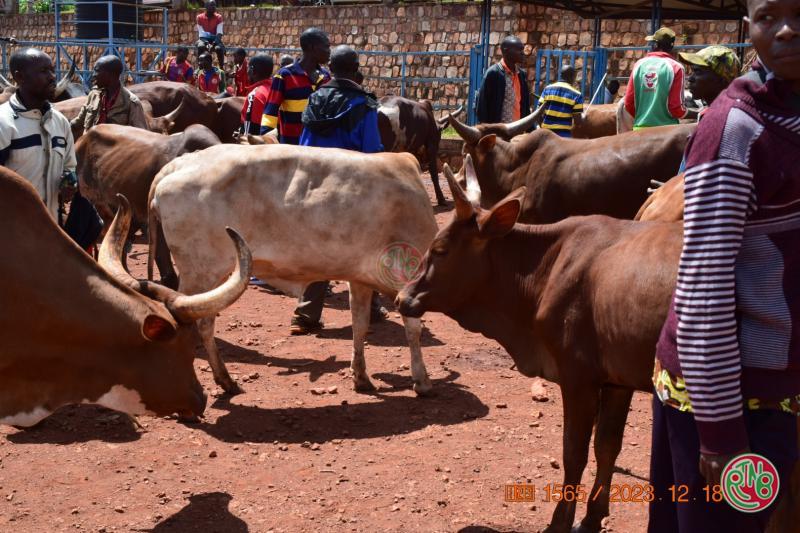 La stabulation permanente à l'origine de la flambée du prix de la viande La stabulation permanente à l'origine de la flambée du prix de la viande