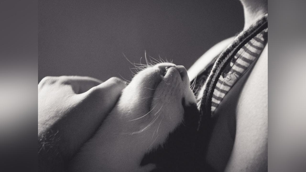 Les Chats S’Attachent à nous à la Manière des Bébés Les Chats S’Attachent à nous à la Manière des Bébés