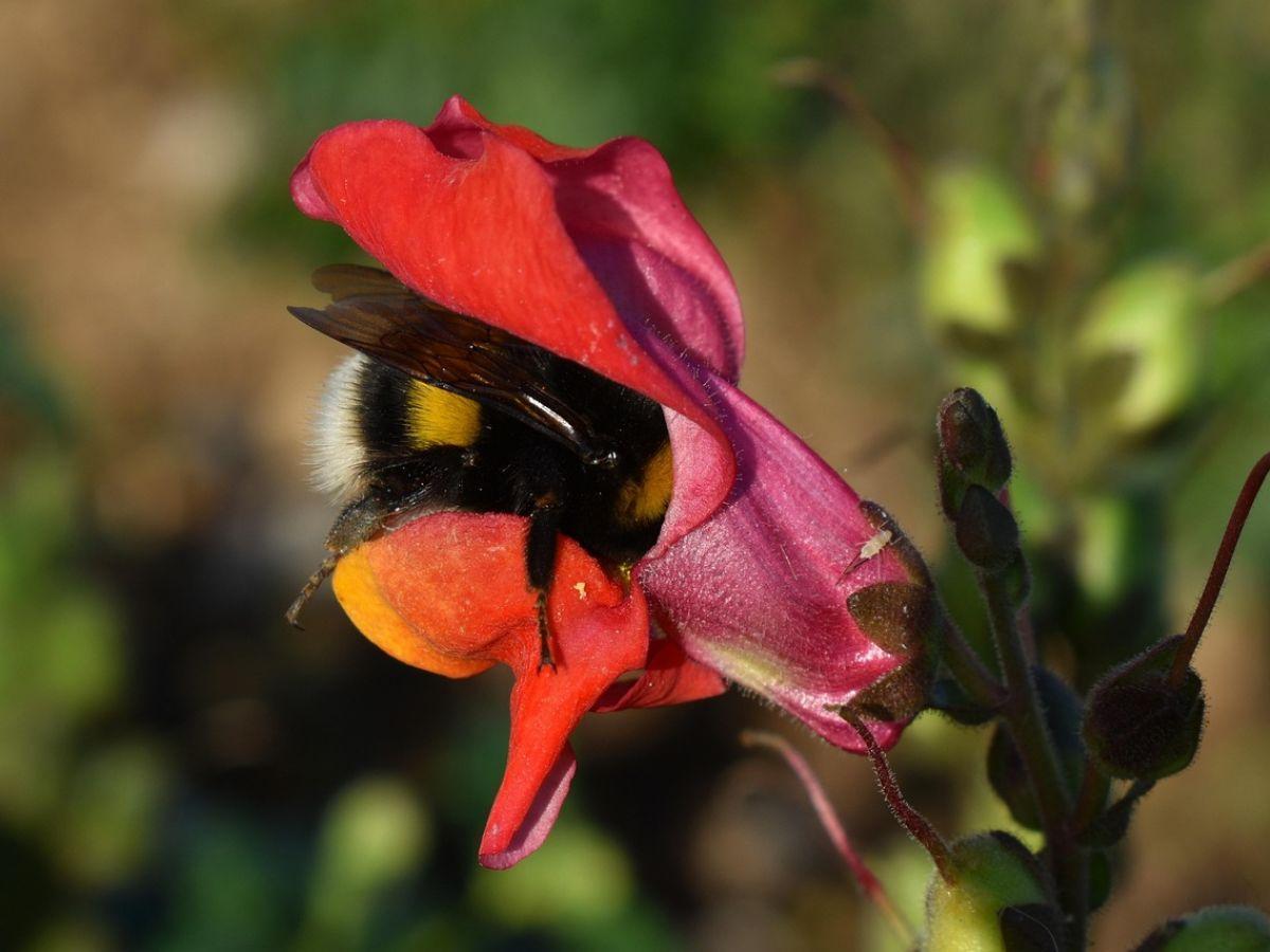 Plantes Augmentent Nectar en Réaction au Bourdonnement Plantes Augmentent Nectar en Réaction au Bourdonnement