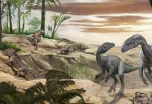 Prémisses du Gigantisme chez un Dinosaure Petit Prémisses du Gigantisme chez un Dinosaure Petit