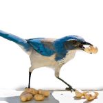 Ces Animaux qui Retiennent Tout, ou presque Ces Animaux qui Retiennent Tout, ou presque