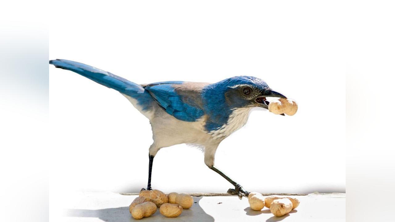 Ces Animaux qui Retiennent Tout, ou presque Ces Animaux qui Retiennent Tout, ou presque