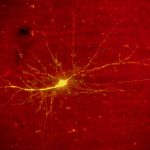 Un Interrupteur Épigénétique pour les Souvenirs Un Interrupteur Épigénétique pour les Souvenirs