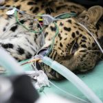 Première Mondiale pour Sauver la Panthère de L’Amour Première Mondiale pour Sauver la Panthère de L’Amour