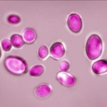 Champignon Multirésistant Alerte les Hôpitaux Européens Champignon Multirésistant Alerte les Hôpitaux Européens