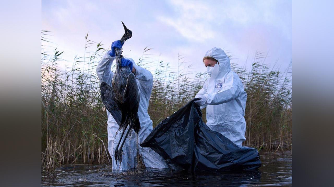 Grippe Aviaire: une Situation « Préoccupante » en Europe Grippe Aviaire: une Situation « Préoccupante » en Europe