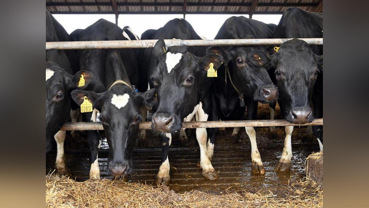 Norvège Suspend L’Usage D’Un Additif Anti-Méthane Norvège Suspend L’Usage D’Un Additif Anti-Méthane