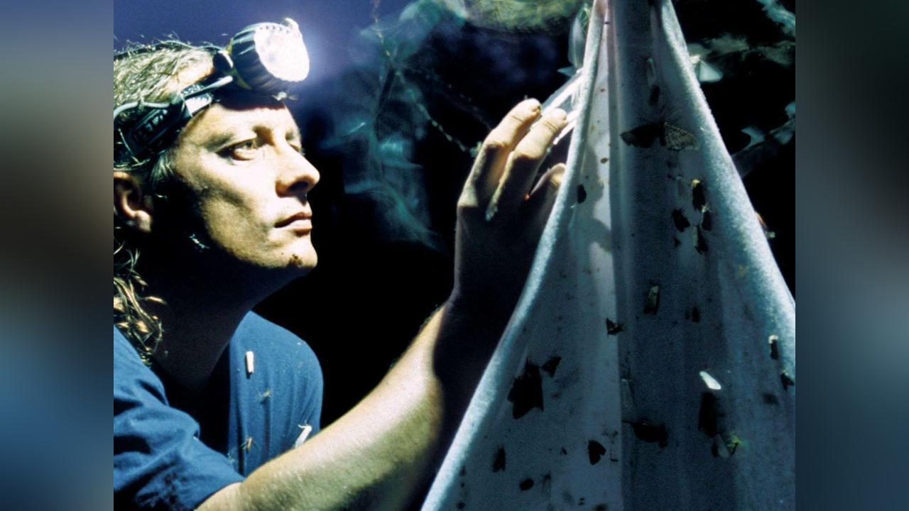 Insectes: Sources de leur Déclin Vertigineux Insectes: Sources de leur Déclin Vertigineux