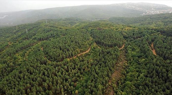 Forêts Africaines Perdent leur Rôle de Puits de Carbone Forêts Africaines Perdent leur Rôle de Puits de Carbone