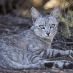 Ancêtre du Chat Domestique A Traversé la Méditerranée Ancêtre du Chat Domestique A Traversé la Méditerranée