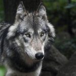 État Annonce Stabilité du Nombre de Loups en France État Annonce Stabilité du Nombre de Loups en France