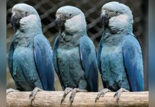 Virus Menace les Derniers Aras de Spix Sauvages Virus Menace les Derniers Aras de Spix Sauvages