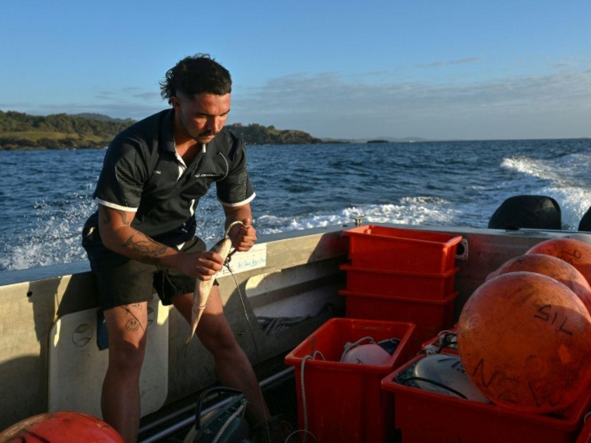 Traque High-Tech des Requins en Australie Traque High-Tech des Requins en Australie
