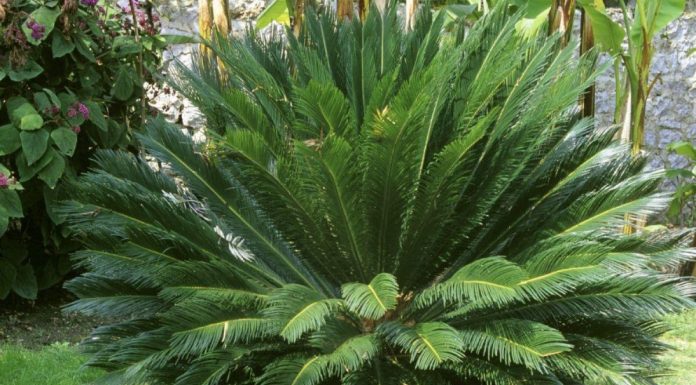La Chaleur, Premier Langage entre Plantes et Pollinisateurs La Chaleur, Premier Langage entre Plantes et Pollinisateurs
