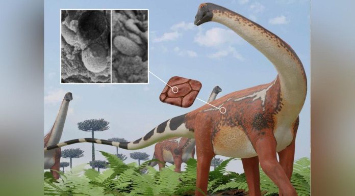 Sauropodes: Dinosaures Géants aux Couleurs Variées Sauropodes: Dinosaures Géants aux Couleurs Variées