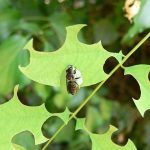 La Faim, un Signal de Métamorphose chez Abeilles La Faim, un Signal de Métamorphose chez Abeilles