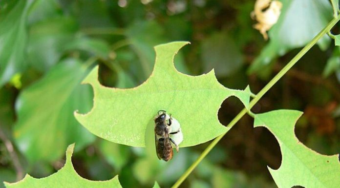La Faim, un Signal de Métamorphose chez Abeilles La Faim, un Signal de Métamorphose chez Abeilles