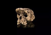 Nouvelle Étude Soutient Bipédie de Toumaï, Ancêtre Potentiel Nouvelle Étude Soutient Bipédie de Toumaï, Ancêtre Potentiel