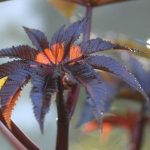 Antidote FrançAis Contre la Ricine: PremièRe Mondiale Antidote FrançAis Contre la Ricine: PremièRe Mondiale