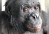 Un Bonobo Prouve L’Imagination Partagée avec L’Homme Un Bonobo Prouve L’Imagination Partagée avec L’Homme