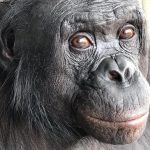 Un Bonobo Prouve L’Imagination Partagée avec L’Homme Un Bonobo Prouve L’Imagination Partagée avec L’Homme