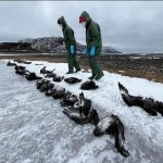 Grippe Aviaire en Antarctique Touche Oiseaux Marins Grippe Aviaire en Antarctique Touche Oiseaux Marins