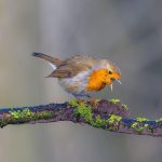 Bruit et Reproduction des Oiseaux: Solutions Disponibles Bruit et Reproduction des Oiseaux: Solutions Disponibles