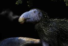 Haolong Dongi, le Dinosaure Hérisson Inhabituel Haolong Dongi, le Dinosaure Hérisson Inhabituel