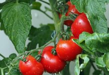 Tomates Infectées Préviennent Voisines du Virus Tomates Infectées Préviennent Voisines du Virus