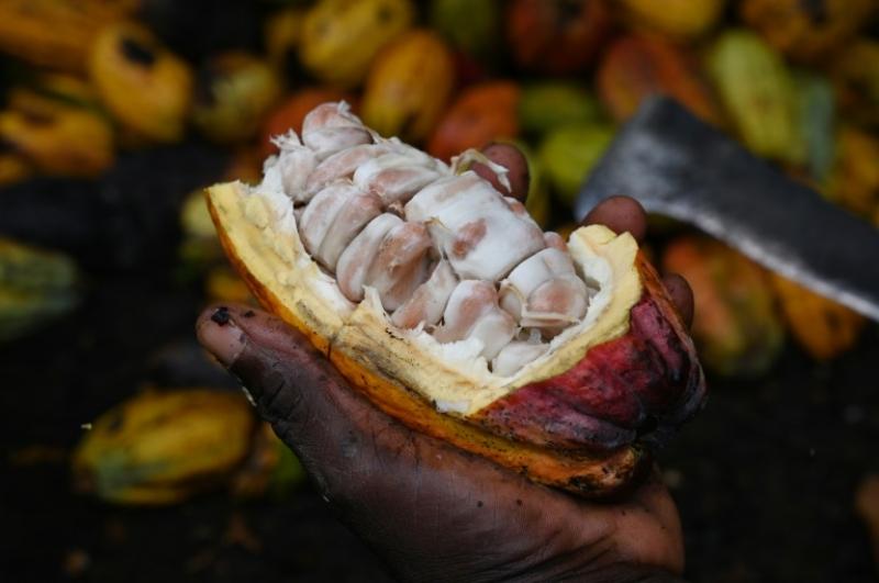 Cameroun - Agriculture: Les jeunes du Nyong-et-Kellé (Centre) invités par le ministre du Commerce, Luc Magloire Mbarga Atangana, à s’investir davantage dans la production du cacao Cameroun - Agriculture: Les jeunes du Nyong-et-Kellé (Centre) invités par le ministre du Commerce, Luc Magloire Mbarga Atangana, à s’investir davantage dans la production du cacao