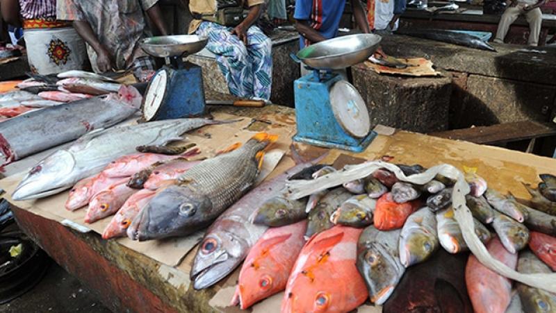 Cameroun - Flambée des prix: Le poisson désormais vendu à Prix d'or à Kribi