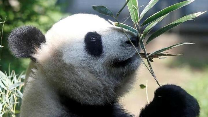 Japon : naissance de pandas jumeaux au zoo d'Ueno à Tokyo