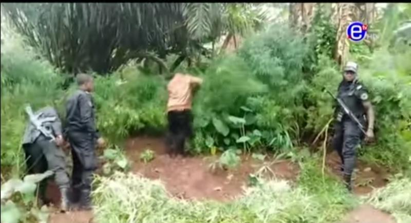 Lutte contre les stupéfiants: Le Groupement mobile d'intervention de Bafoussam procède à la destruction d'une plantation de cannabis dissimulée dans un champ de maïs d'une superficie de 5 ha dans la localité de Batcham (Ouest) Lutte contre les stupéfiants: Le Groupement mobile d'intervention de Bafoussam procède à la destruction d'une plantation de cannabis dissimulée dans un champ de maïs d'une superficie de 5 ha dans la localité de Batcham (Ouest)