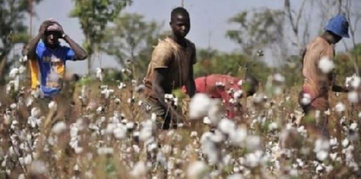 Cameroun : les producteurs de coton en colère Cameroun : les producteurs de coton en colère