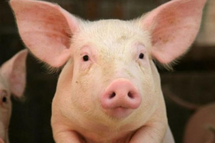 Filière porcine : le Cameroun importe des reproducteurs après la perte de 22,5% du cheptel de la région de l’Ouest Filière porcine : le Cameroun importe des reproducteurs après la perte de 22,5% du cheptel de la région de l’Ouest