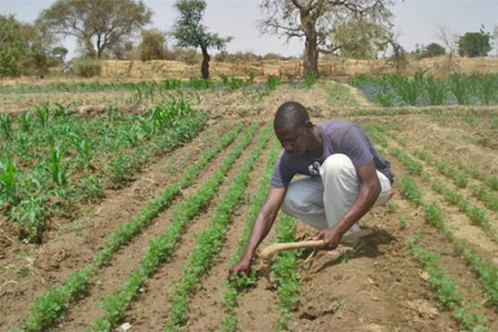 Cameroun-Banque mondiale : un projet de 60 milliards de FCFA en gestation, pour lutter contre l’insécurité alimentaire Cameroun-Banque mondiale : un projet de 60 milliards de FCFA en gestation, pour lutter contre l’insécurité alimentaire